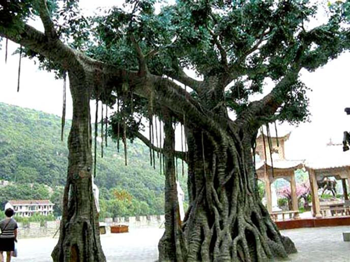 仿真榕樹(shù)制作