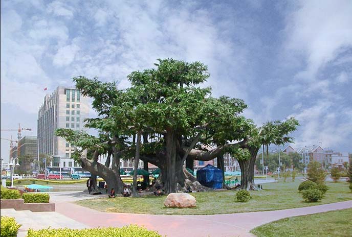 仿真榕樹.jpg 仿真榕樹