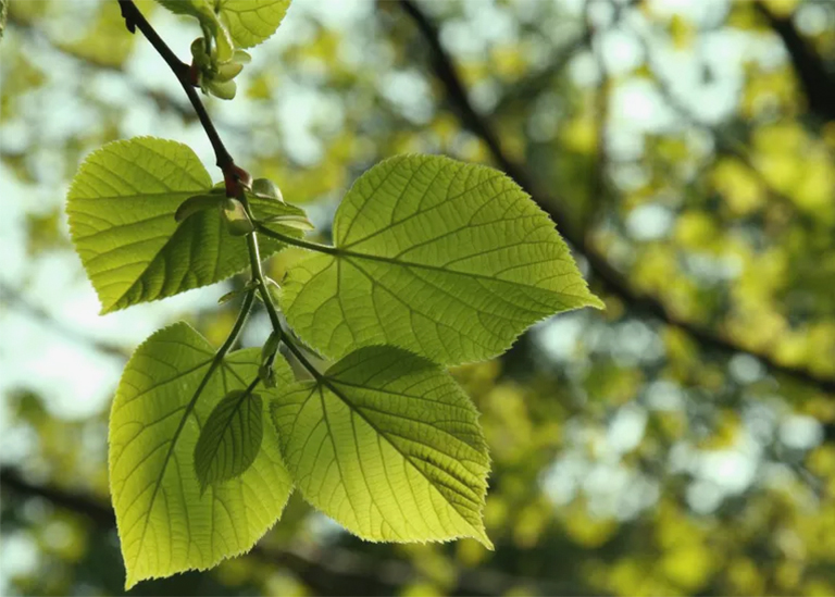 仿真樹.jpg 仿真樹