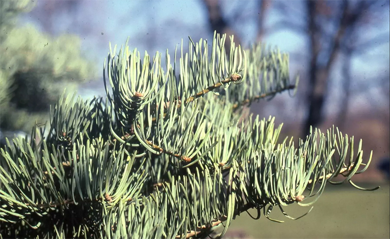 仿真樹.jpg 仿真樹