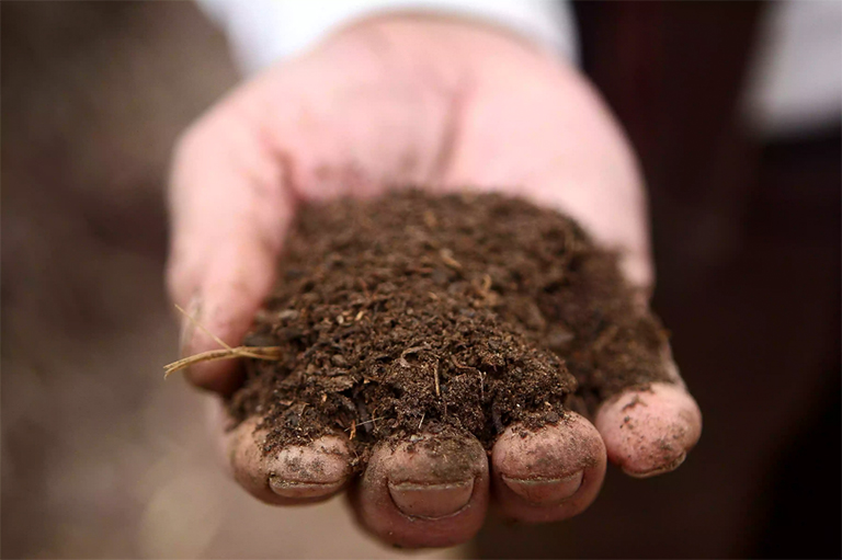 仿真樹.jpg 仿真樹