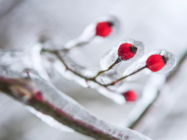 仿真樹.jpg 仿真樹