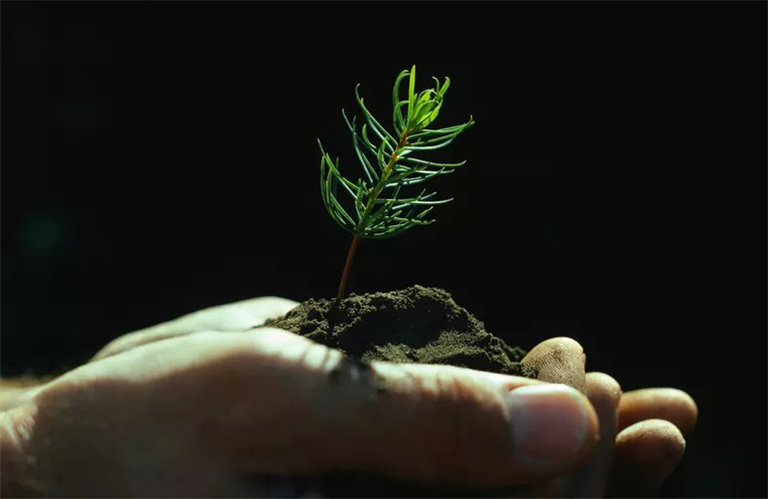 仿真樹(shù).jpg 仿真樹(shù)