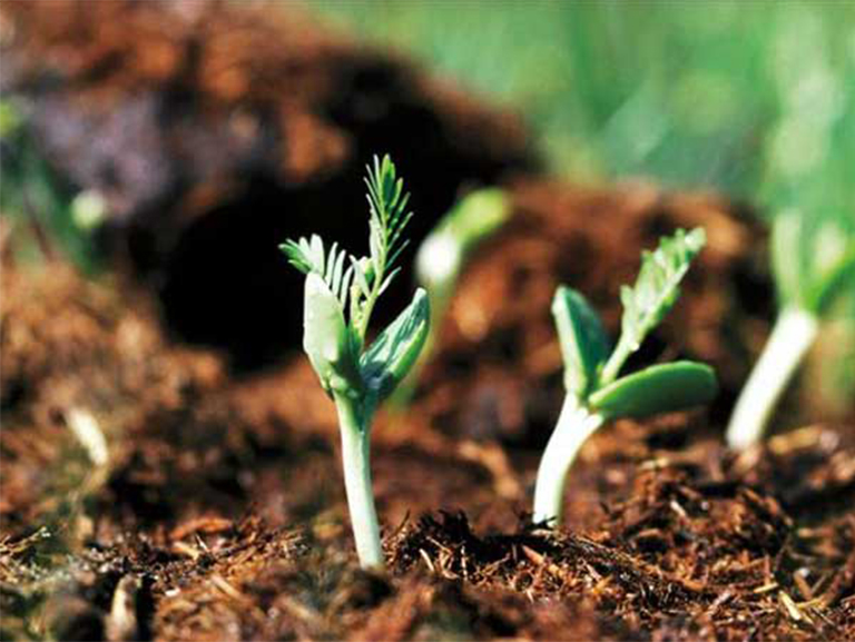 仿真樹(shù).jpg 仿真樹(shù)