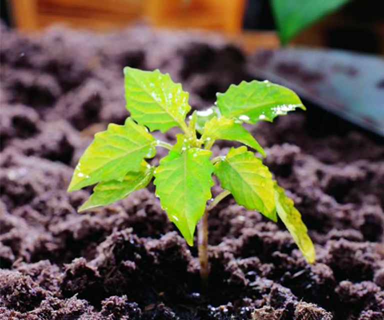 仿真樹(shù).jpg 仿真樹(shù)