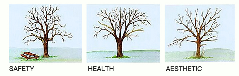 仿真樹.jpg 仿真樹