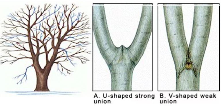 仿真樹.jpg 仿真樹
