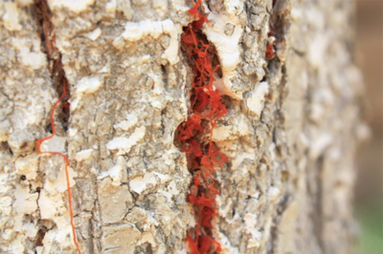 仿真樹.jpg 仿真樹