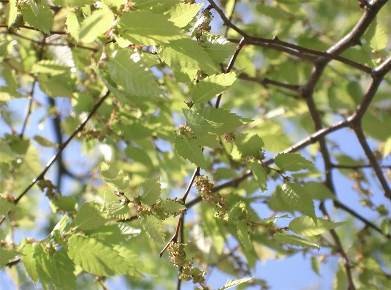 仿真樹(shù).jpg 仿真樹(shù)