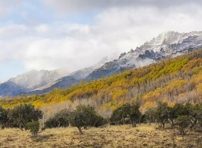 洪堡-Toiyabe國家森林在內(nèi)華達(dá)州