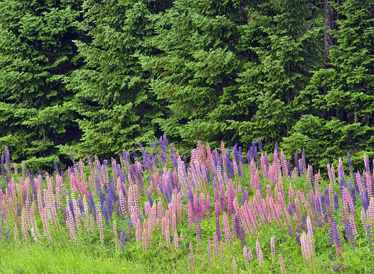 西弗吉尼亞州的莫農加希拉國家森林