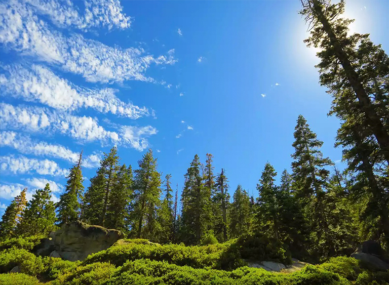 太平洋海岸常綠森林
