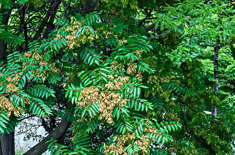 天堂之樹，臭椿或中國漆樹