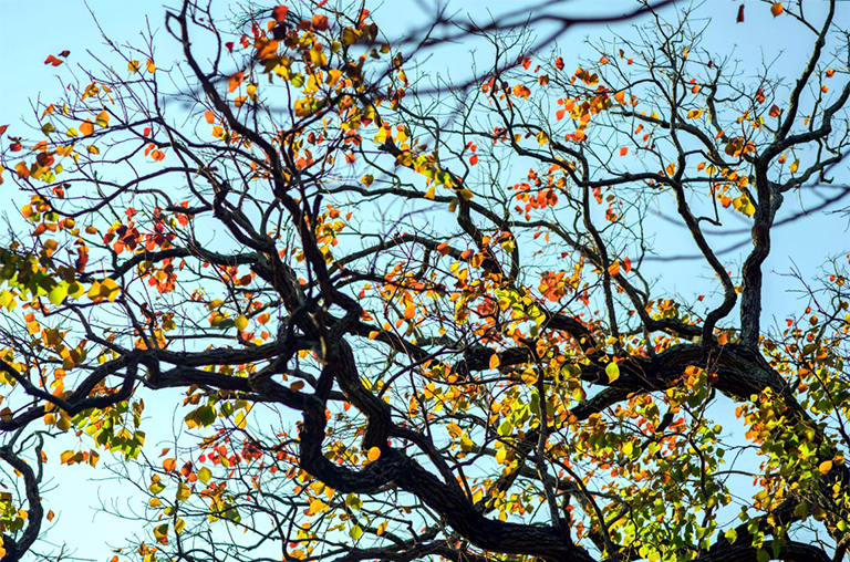 牛油樹或爆米花樹