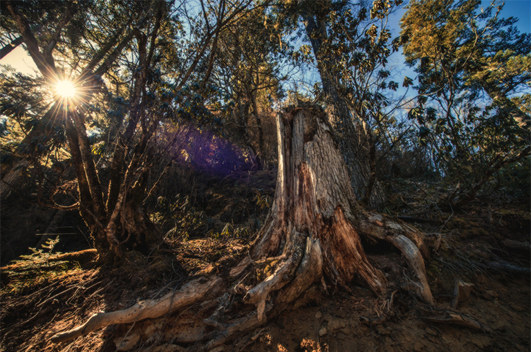 可能造成樹木死亡的5個因素