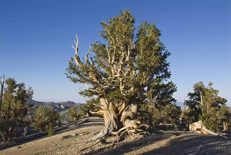 族長(zhǎng)格羅夫附近的古代Bristlecone松林