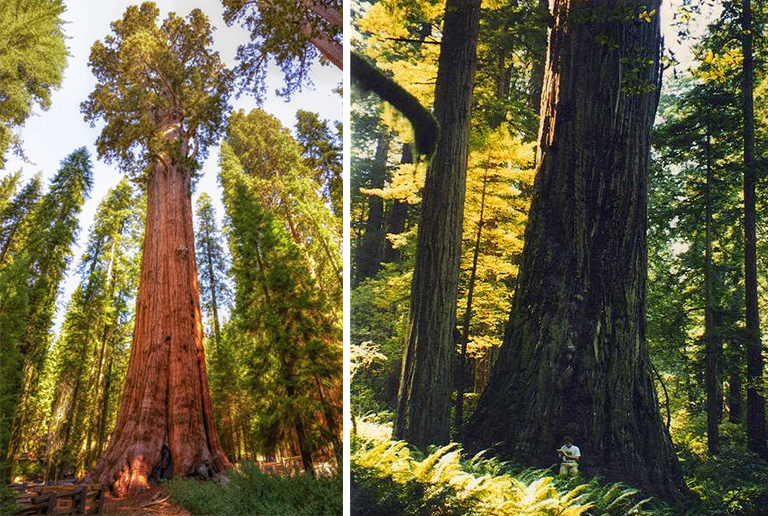 紅杉將軍謝爾曼世界上高的樹(shù)