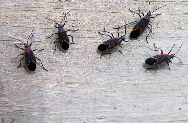 灰燼楓木樹(shù)