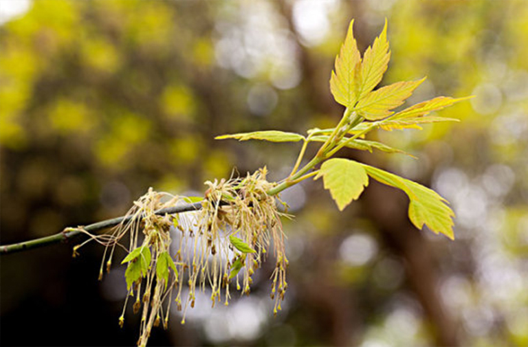灰燼楓木樹(shù)