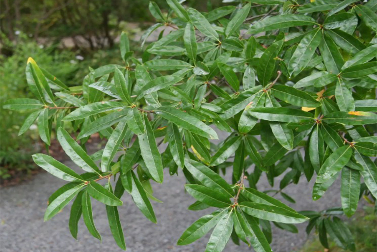 柳橡樹(shù)葉