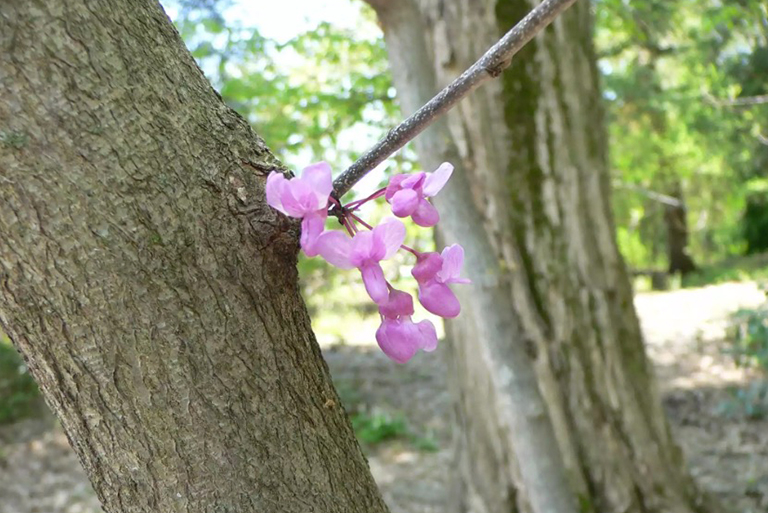 紫荊花樹(shù)開(kāi)花