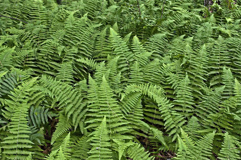 蕨類植物