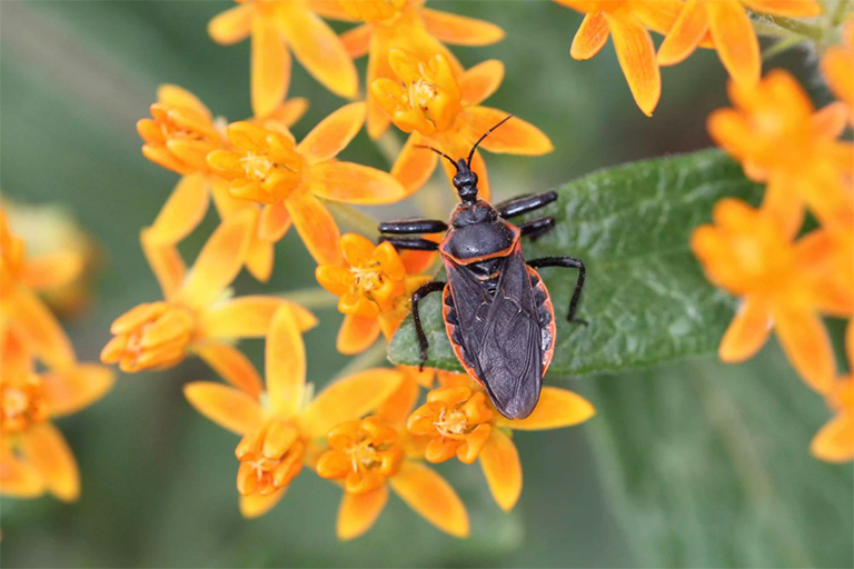 蜜蜂刺客的bug.jpg 蜜蜂刺客的bug