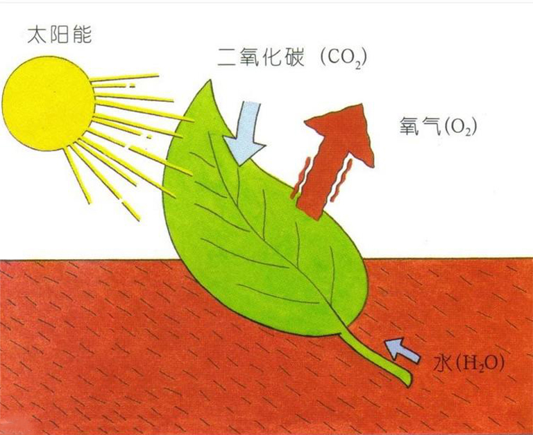 光合作用基礎(chǔ)學(xué)習(xí)指南.jpg 光合作用基礎(chǔ)學(xué)習(xí)指南