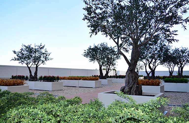 假樹(shù)圖片大全.jpg 假樹(shù)圖片大全